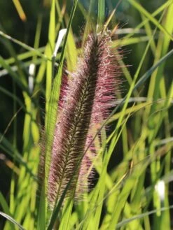 Federborstengras -Günstiges Erd Seele Geschäft federborstengras m055707 w 0