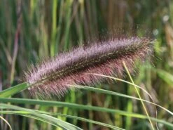 Federborstengras -Günstiges Erd Seele Geschäft federborstengras m055707 w 2