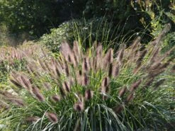 Federborstengras -Günstiges Erd Seele Geschäft federborstengras m055707 w 3