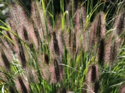 Federborstengras -Günstiges Erd Seele Geschäft federborstengras m055707 w 4