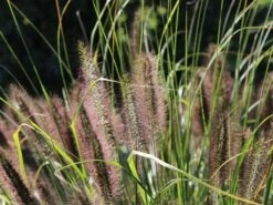 Federborstengras -Günstiges Erd Seele Geschäft federborstengras m055707 w 5