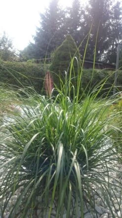 Federborstengras 'Moudry' -Günstiges Erd Seele Geschäft federborstengras moudry m059840 193676 1