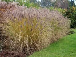 Federborstengras 'Moudry' -Günstiges Erd Seele Geschäft federborstengras moudry m059840 w 0