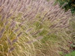 Federborstengras 'Moudry' -Günstiges Erd Seele Geschäft federborstengras moudry m059840 w 1