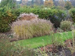 Federborstengras 'Moudry' -Günstiges Erd Seele Geschäft federborstengras moudry m059840 w 2