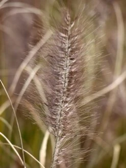 Federborstengras 'Moudry' -Günstiges Erd Seele Geschäft federborstengras moudry m059840 w 3