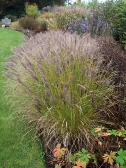 Federborstengras 'Moudry' -Günstiges Erd Seele Geschäft federborstengras moudry m059840 w 4