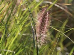 Federborstengras 'Red Head' -Günstiges Erd Seele Geschäft federborstengras red head m102136 w 2