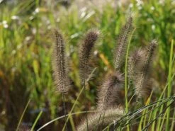 Federborstengras 'Red Head' -Günstiges Erd Seele Geschäft federborstengras red head m102136 w 9