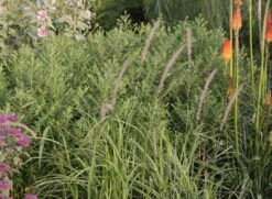 Federborstengras 'Tall Tails' 21 Federborstengras 'Tall Tails' -Günstiges Erd Seele Geschäft federborstengras tall tails m075997 w 0