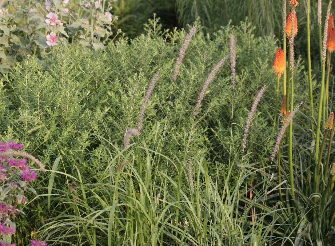Federborstengras 'Tall Tails' 10 Federborstengras 'Tall Tails' – Bild 8