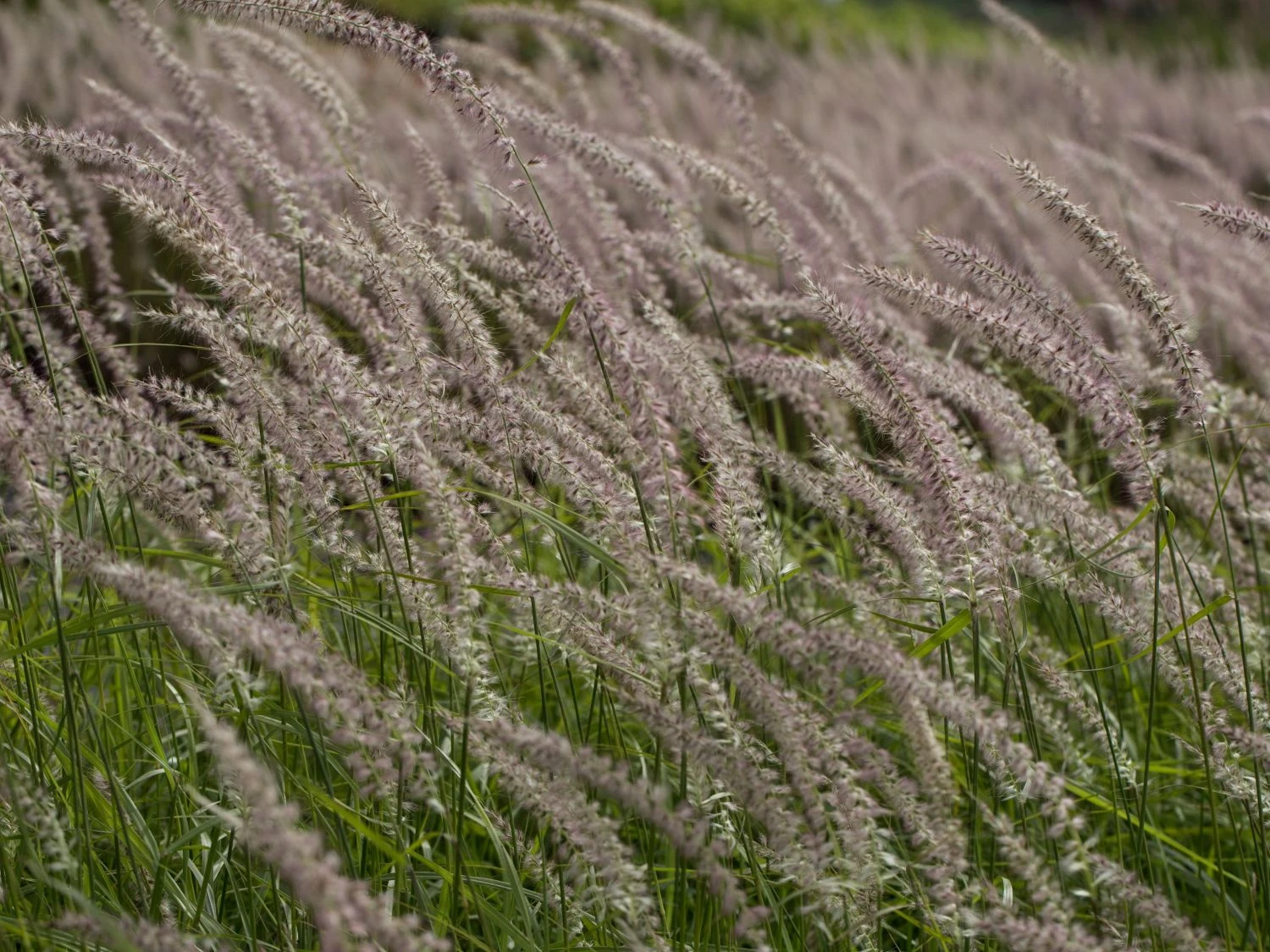 Federborstengras 'Tall Tails' 13 Federborstengras 'Tall Tails' – Bild 11