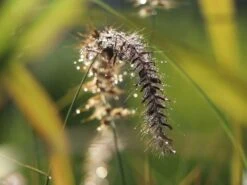 Federborstengras 'Tall Tails' 16 Federborstengras 'Tall Tails' -Günstiges Erd Seele Geschäft federborstengras tall tails m075997 w 10