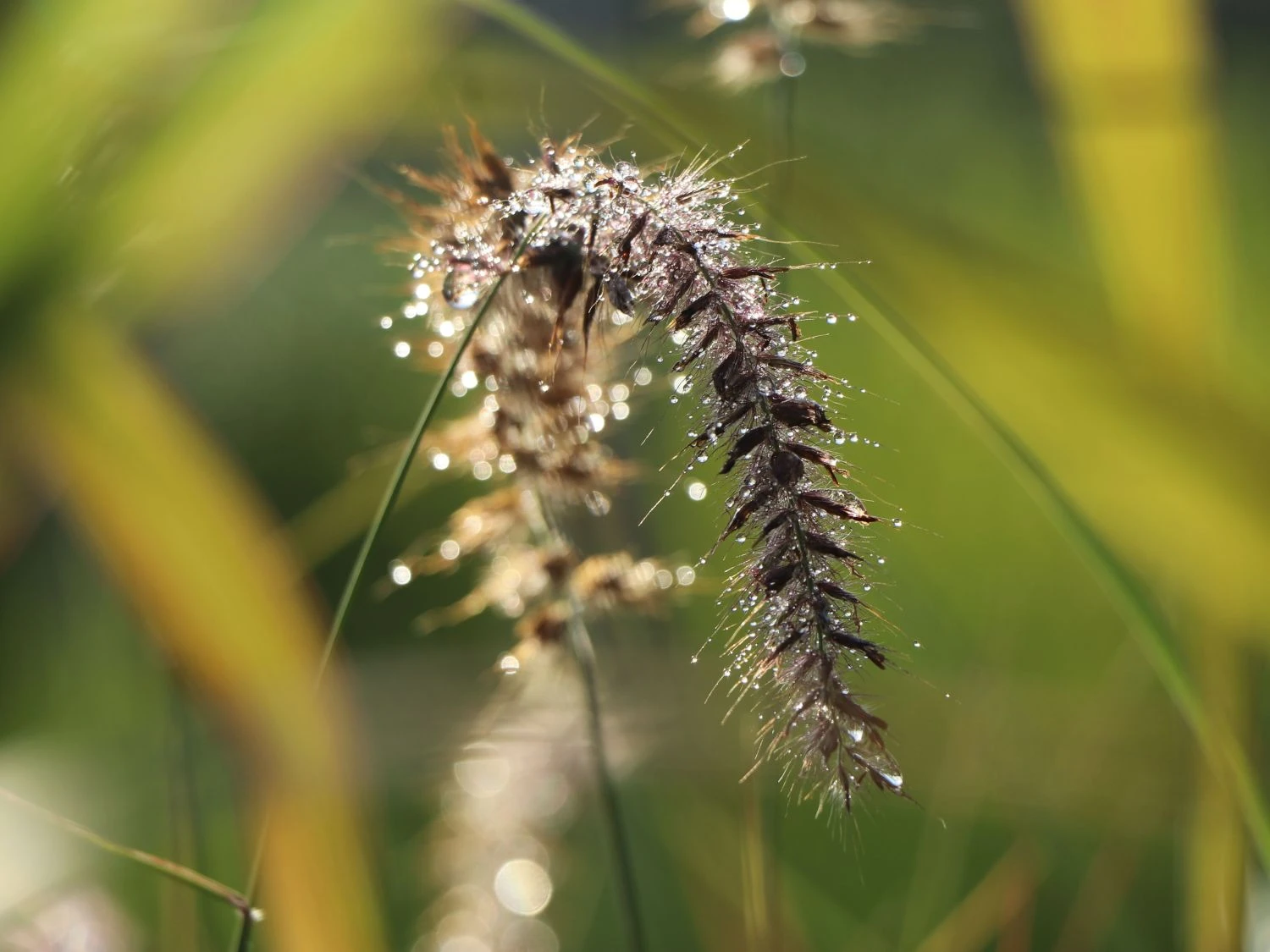 Federborstengras 'Tall Tails' 5 Federborstengras 'Tall Tails' – Bild 3