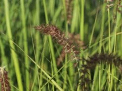 Federborstengras 'Tall Tails' 18 Federborstengras 'Tall Tails' -Günstiges Erd Seele Geschäft federborstengras tall tails m075997 w 2