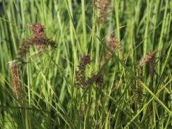 Federborstengras 'Tall Tails' 17 Federborstengras 'Tall Tails' -Günstiges Erd Seele Geschäft federborstengras tall tails m075997 w 3