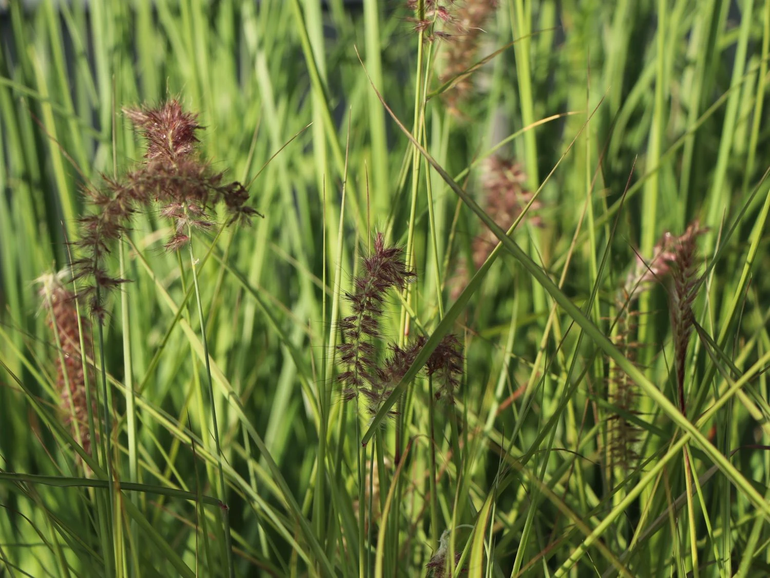 Federborstengras 'Tall Tails' 6 Federborstengras 'Tall Tails' – Bild 4