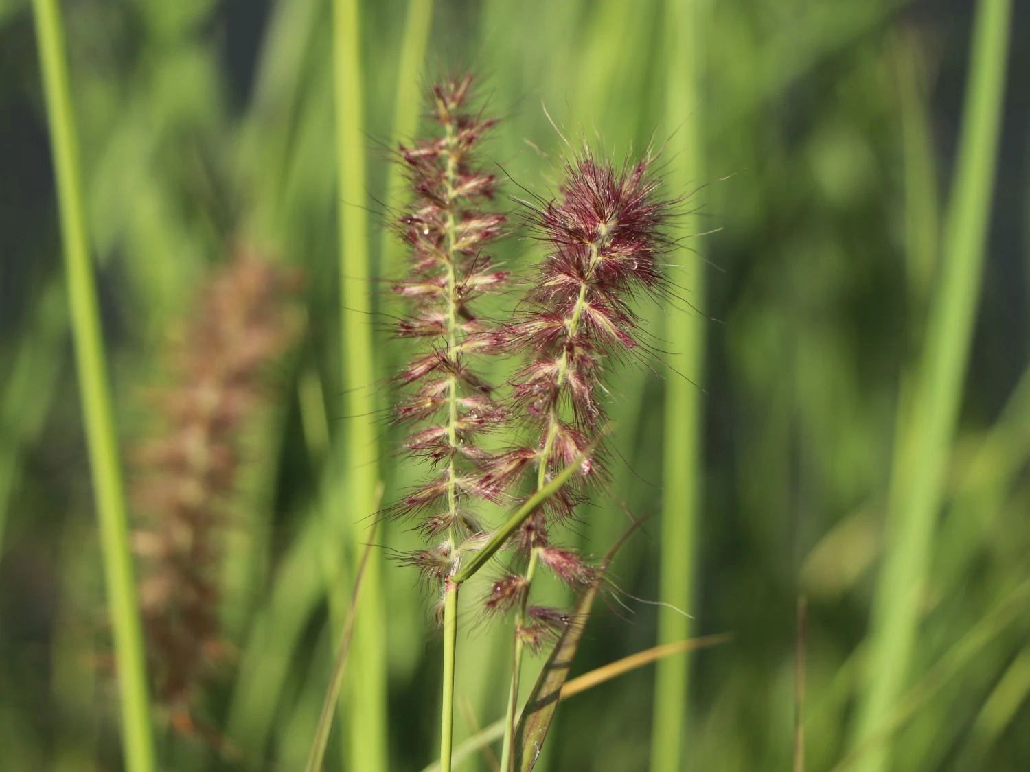 Federborstengras 'Tall Tails' 9 Federborstengras 'Tall Tails' – Bild 7