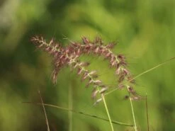 Federborstengras 'Tall Tails' 19 Federborstengras 'Tall Tails' -Günstiges Erd Seele Geschäft federborstengras tall tails m075997 w 5