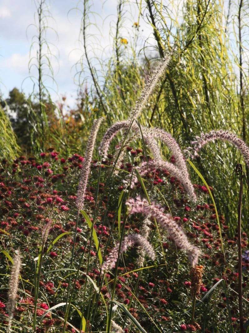 Federborstengras 'Tall Tails' 12 Federborstengras 'Tall Tails' – Bild 10