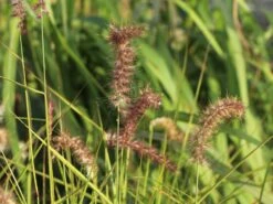 Federborstengras 'Tall Tails' 22 Federborstengras 'Tall Tails' -Günstiges Erd Seele Geschäft federborstengras tall tails m075997 w 7