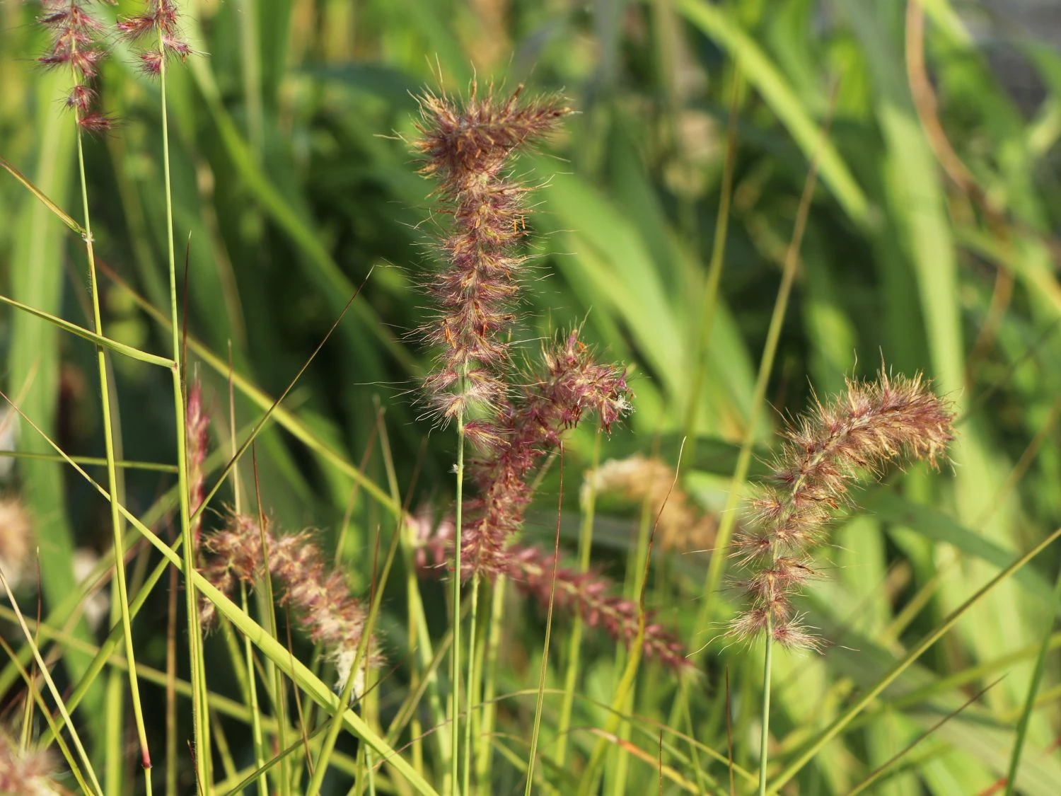 Federborstengras 'Tall Tails' 11 Federborstengras 'Tall Tails' – Bild 9