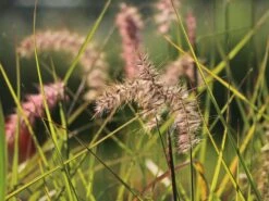 Federborstengras 'Tall Tails' 15 Federborstengras 'Tall Tails' -Günstiges Erd Seele Geschäft federborstengras tall tails m075997 w 8