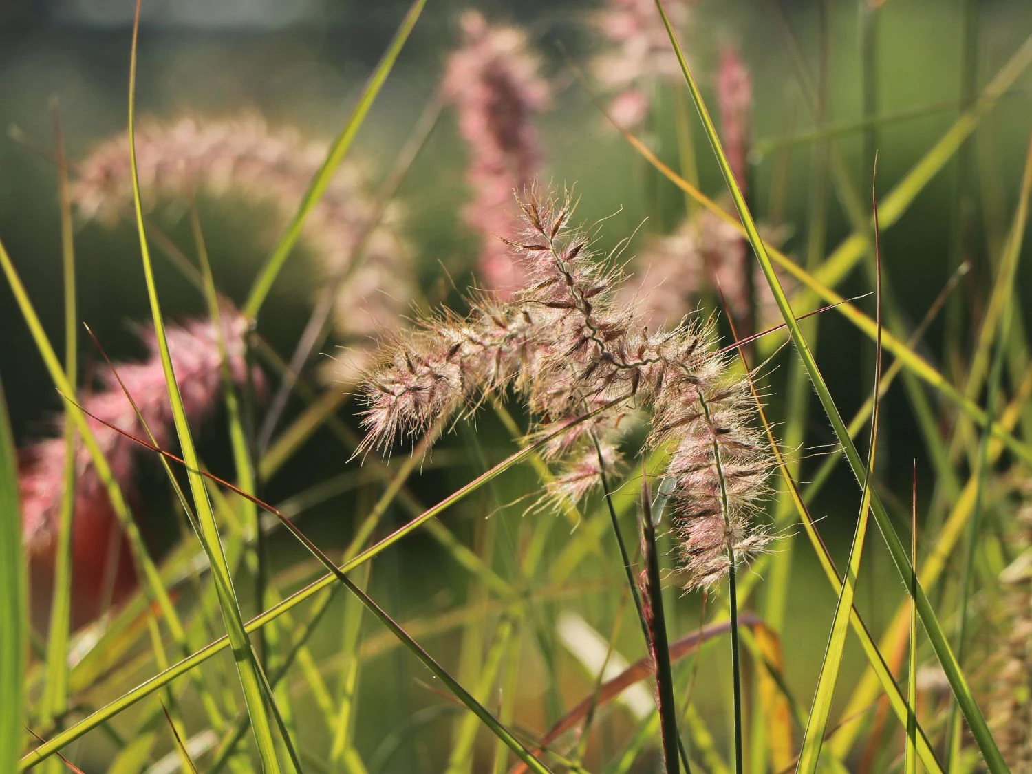 Federborstengras 'Tall Tails' 4 Federborstengras 'Tall Tails' – Bild 2