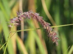 Federborstengras 'Tall Tails' 25 Federborstengras 'Tall Tails' -Günstiges Erd Seele Geschäft federborstengras tall tails m075997 w 9