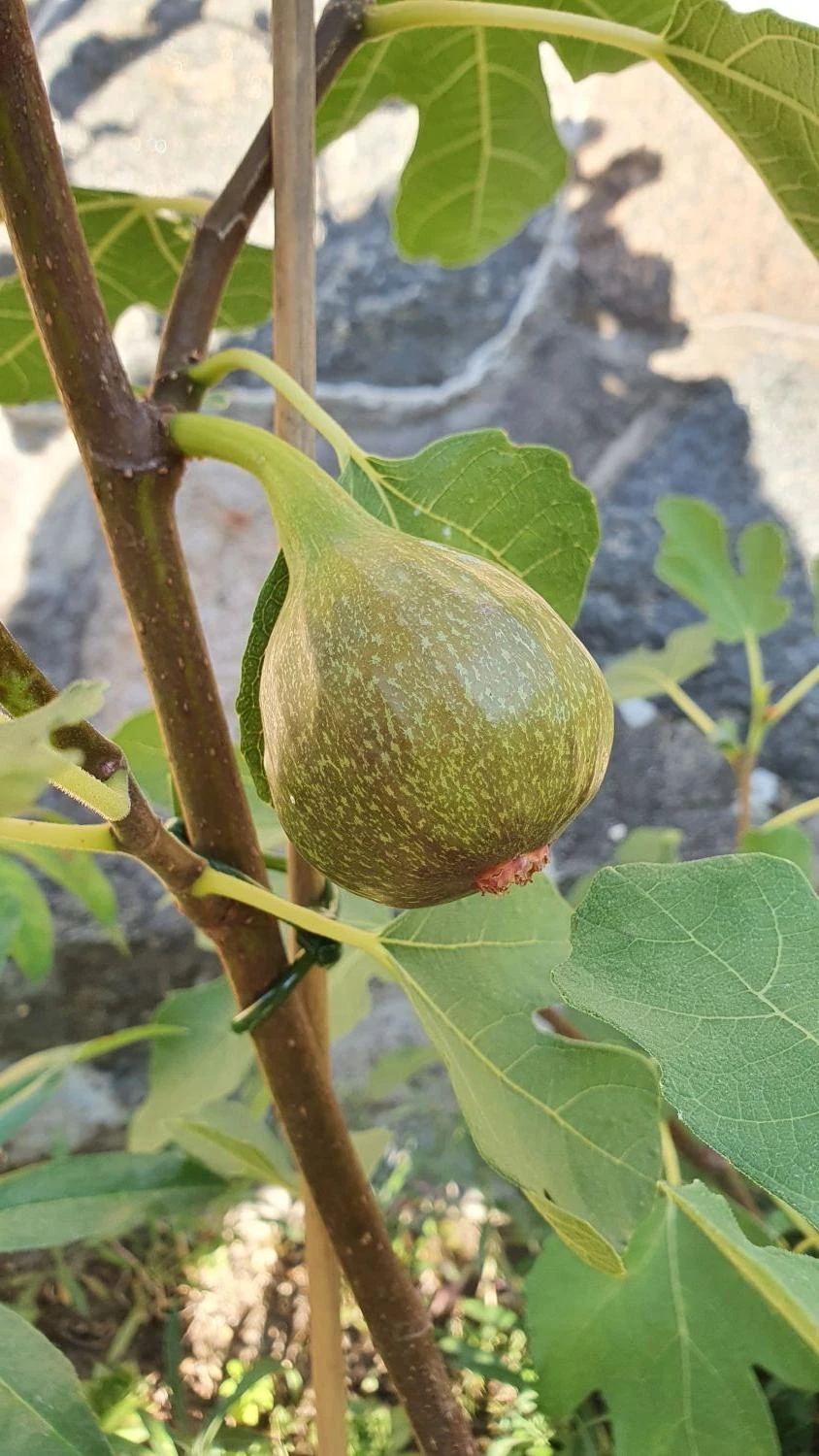 Feige 'Brown Turkey' 11 Feige 'Brown Turkey' – Bild 9