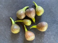 Feige 'Brown Turkey' 27 Feige 'Brown Turkey' -Günstiges Erd Seele Geschäft feige brown turkey m058301 1099730 1