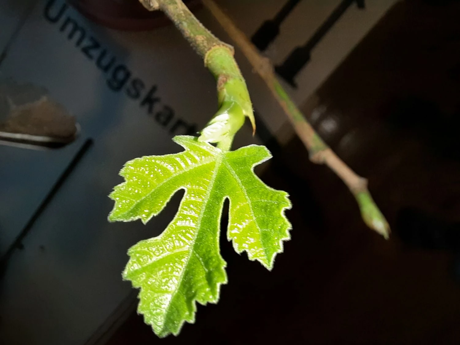 Feige 'Brown Turkey' 12 Feige 'Brown Turkey' – Bild 10