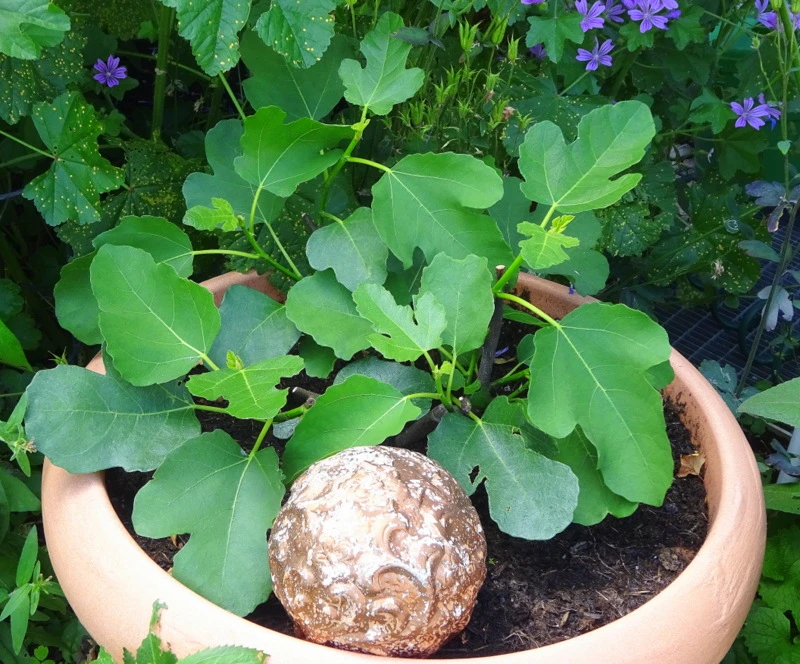 Feige 'Brown Turkey' 16 Feige 'Brown Turkey' – Bild 14