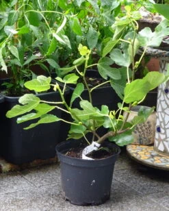 Feige 'Brown Turkey' 29 Feige 'Brown Turkey' -Günstiges Erd Seele Geschäft feige brown turkey m058301 279766 1