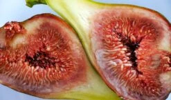 Feige 'Brown Turkey' 31 Feige 'Brown Turkey' -Günstiges Erd Seele Geschäft feige brown turkey m058301 755651 0