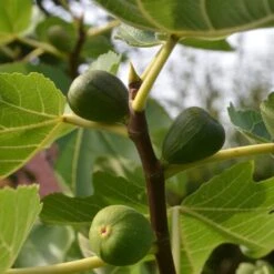 Feige 'Brown Turkey' 24 Feige 'Brown Turkey' -Günstiges Erd Seele Geschäft feige brown turkey m058301 967669 0