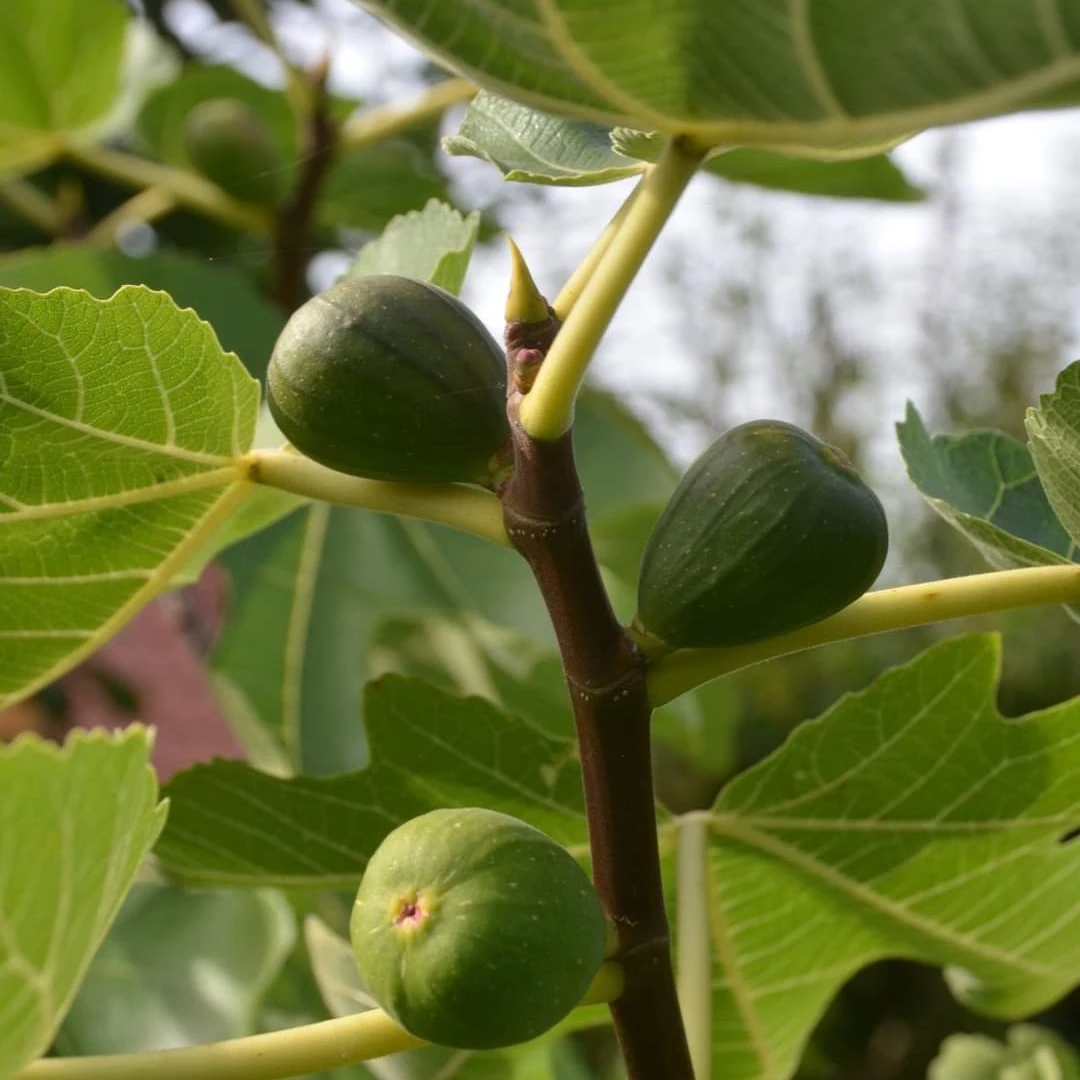 Feige 'Brown Turkey' 10 Feige 'Brown Turkey' – Bild 8