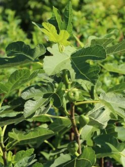 Feige 'Brown Turkey' 22 Feige 'Brown Turkey' -Günstiges Erd Seele Geschäft feige brown turkey m058301 w 0