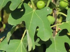 Feige 'Brown Turkey' 21 Feige 'Brown Turkey' -Günstiges Erd Seele Geschäft feige brown turkey m058301 w 1