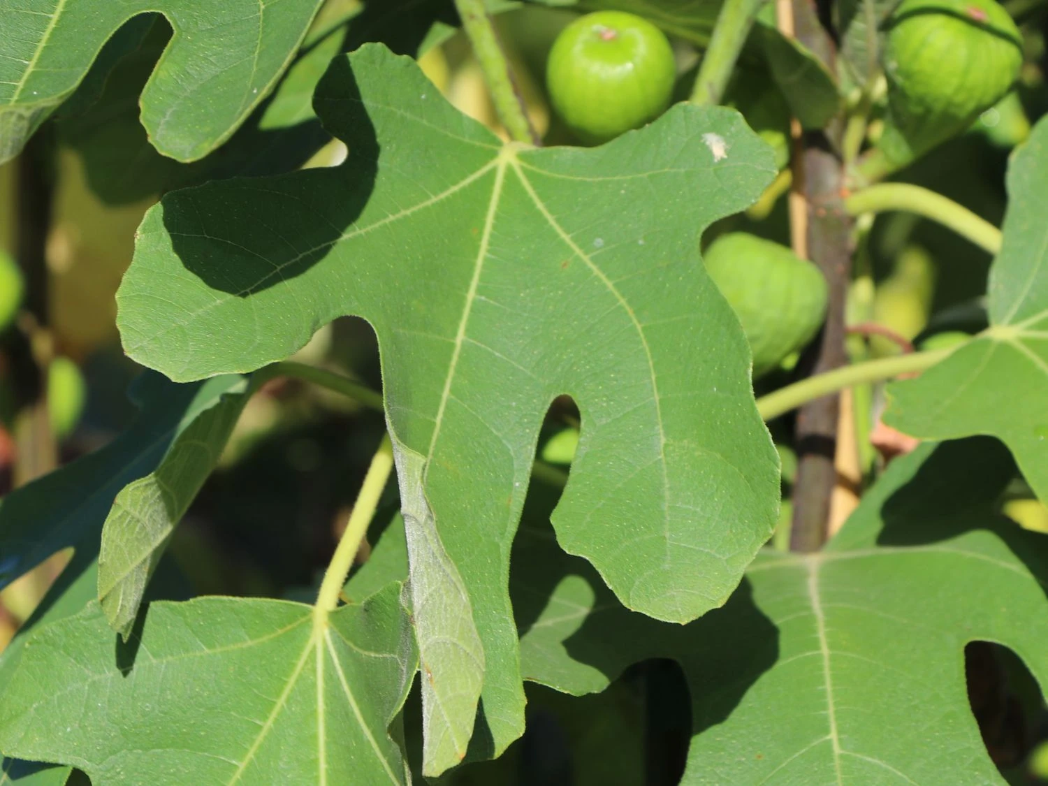 Feige 'Brown Turkey' 7 Feige 'Brown Turkey' – Bild 5