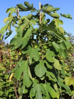 Feige 'Brown Turkey' 20 Feige 'Brown Turkey' -Günstiges Erd Seele Geschäft feige brown turkey m058301 w 2