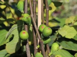 Feige 'Brown Turkey' 23 Feige 'Brown Turkey' -Günstiges Erd Seele Geschäft feige brown turkey m058301 w 3