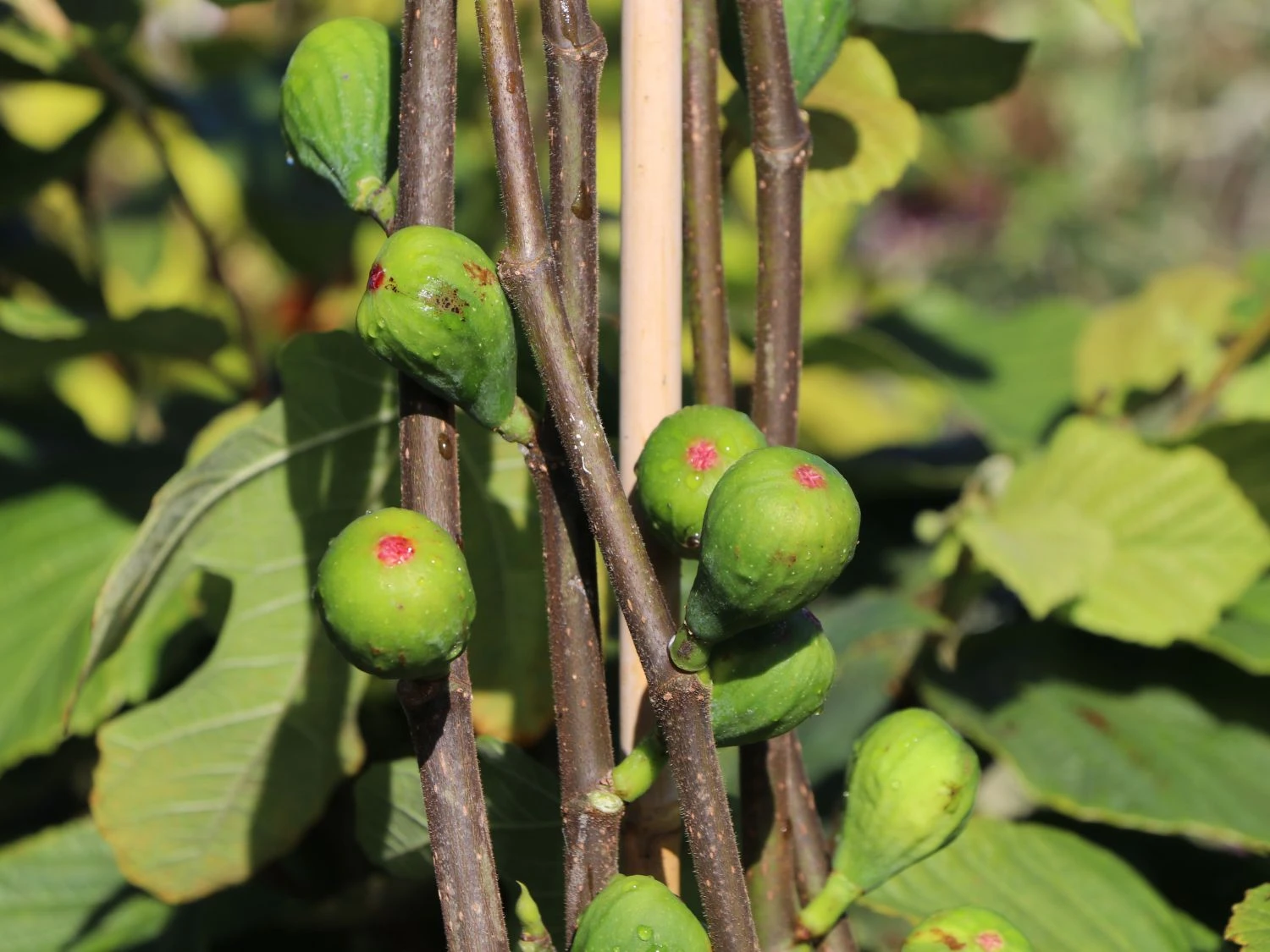 Feige 'Brown Turkey' 9 Feige 'Brown Turkey' – Bild 7