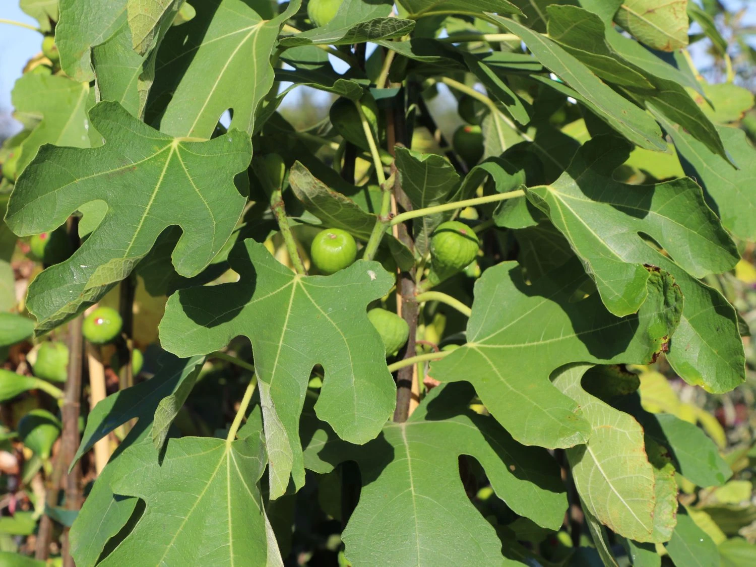 Feige 'Brown Turkey' 4 Feige 'Brown Turkey' – Bild 2