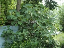 Feige 'Brown Turkey' 19 Feige 'Brown Turkey' -Günstiges Erd Seele Geschäft feige brown turkey m058301 w 5