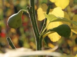 Feige 'Firoma' ® -Günstiges Erd Seele Geschäft feige firoma m113579 w 0