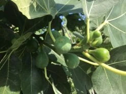 Feige 'Firoma' ® -Günstiges Erd Seele Geschäft feige firoma m113579 w 1