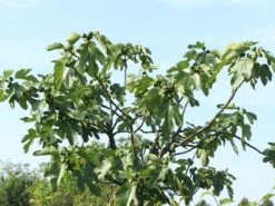 Feige 'Firoma' ® -Günstiges Erd Seele Geschäft feige firoma m113579 w 3