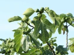 Feige 'Firoma' ® -Günstiges Erd Seele Geschäft feige firoma m113579 w 4