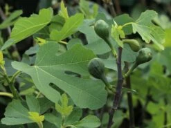 Feige 'Firoma' ® -Günstiges Erd Seele Geschäft feige firoma m113579 w 5